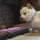 cutedoggy