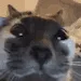 catstare