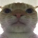 lechat