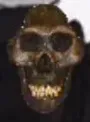 samsungSkull