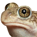 bombi Discord emoji