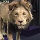 SadLion