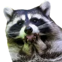 RaccoonOMG RaccoonOMG
