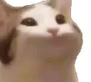 popcat