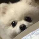 umiruspomypeek