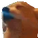 dogJAM