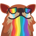 chapaarainbow chapaarainbow