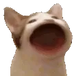 Cato Cato Discord Emoji