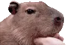 Capymonch