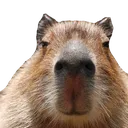 Capybruh Capybruh
