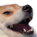 RG_doggo_laugh