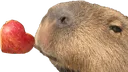Capylove Capylove