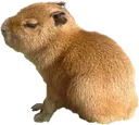 Capybaby Capybaby