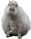 Capycronch