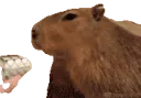 Capynom Capynom