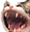 ANIwcatroar Discord emoji