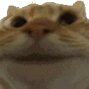 catnod