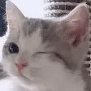 oka oka