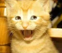trollcat