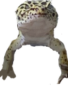 stance Discord emoji