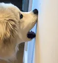 chomp