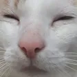 cet