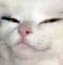 SmugKnifeCat