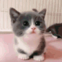cutekitty1