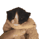 cutekitty2