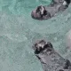 TazSwim