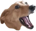 hunterPOG