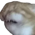YashaCat