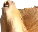 Capymoan