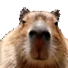 Capyleft2