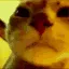 zz_catdisco