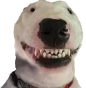 verahomo