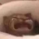 khok khok