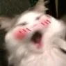 blush