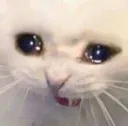CatCri CatCri