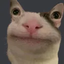 bruhcat