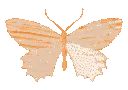 butterflyorange