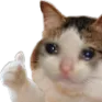 thumbsupcat thumbsupcat