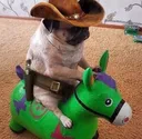 cowboydoggo