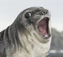 seal_scream
