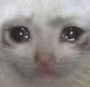 cry_cat