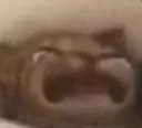 depressedcat