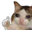 sadgeok