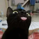 catshawn