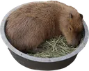 Sleepybara