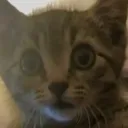 wha